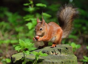 cute-squirrels-wallpaper-wallpaper-3.jpg